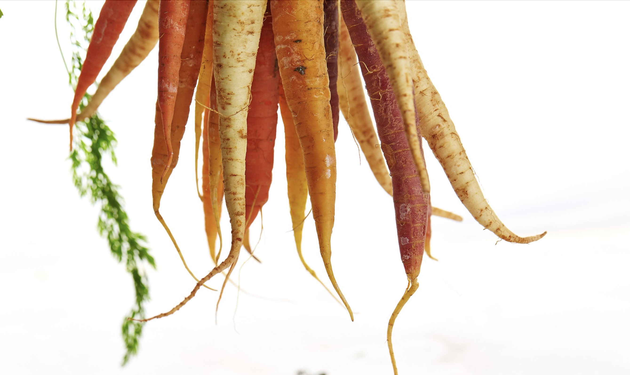 Carrot roots