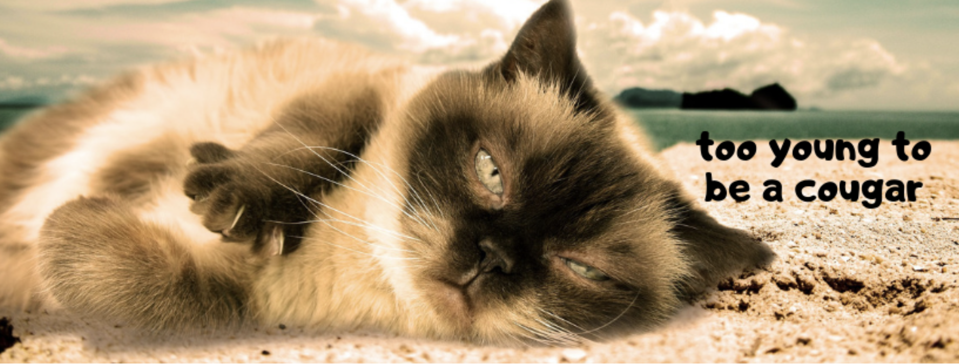 lazy cat on the beach with text